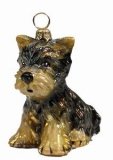 Yorkshire Terrier Puppy